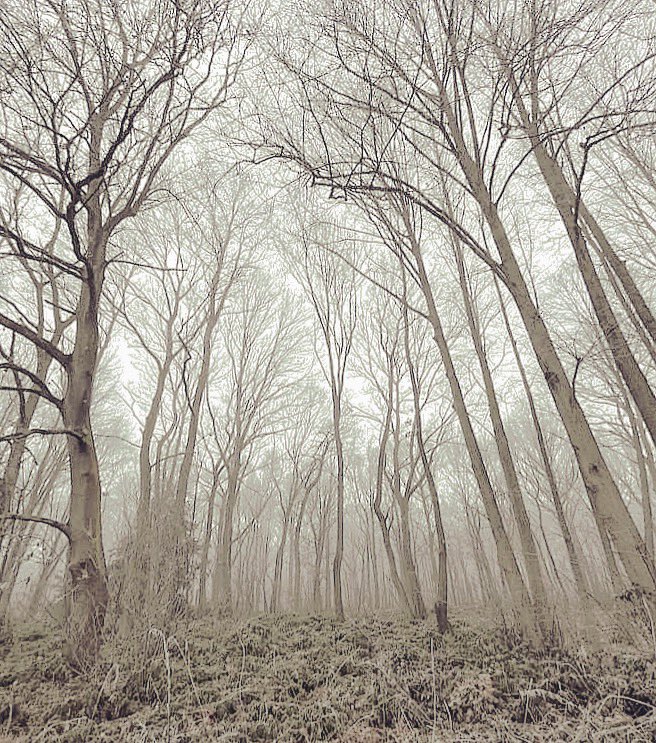 Solitude 

#Forest #ForestCapture #BareTrees #Misty #Foggy #NaturePhotography #Nature #Monochrome #blackandwhitephotography