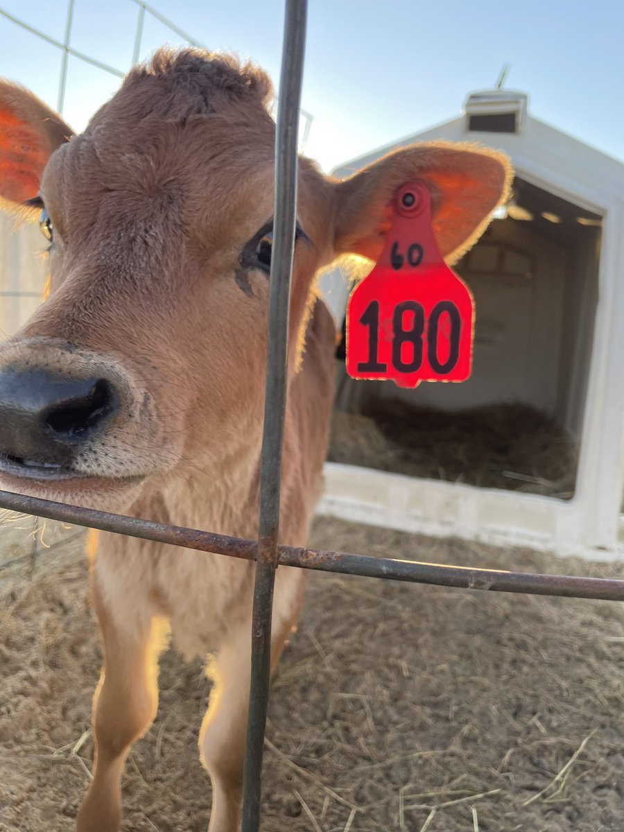 MonroeCoALC's tweet photo. Mr. Stapleton’s Culinary students traveled to MSU’s dairy farm and MAFES store where they learned about the making of cheese and ice cream from the farm to the table…definitely a fun learning experience for all! #mcalc https://t.co/2QLvIDaLY3