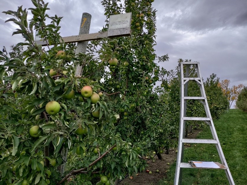 New blog post! Find out what we learned from our 2022 on-farm trials at Iowa using the RH-based disease warning system for SBFS: smartapplespray.plantpath.iastate.edu/post/farm-perf…
<a href="/Jgonzacu/">José González</a> <a href="/ISU_IPM/">Iowa State Plant Protection</a> <a href="/PlantPathISU/">ISU Plant Pathology</a> <a href="/iastate_cals/">ISU College of Agriculture and Life Sciences</a> <a href="/ISUsmallfarms/">IAState Small Farms</a> <a href="/CFAES_OSU/">Ohio State - CFAES</a> <a href="/OSUPlantPath/">OhioStatePlantPath</a> @LauraJesseIles