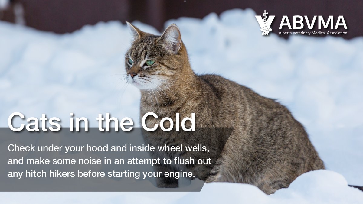 abvma's tweet photo. When it is cold outside cats are known to take shelter in the wheel wells or engine bay of a warming vehicle.

https://t.co/CdB7bml0JQ https://t.co/4ewvmrdvyI