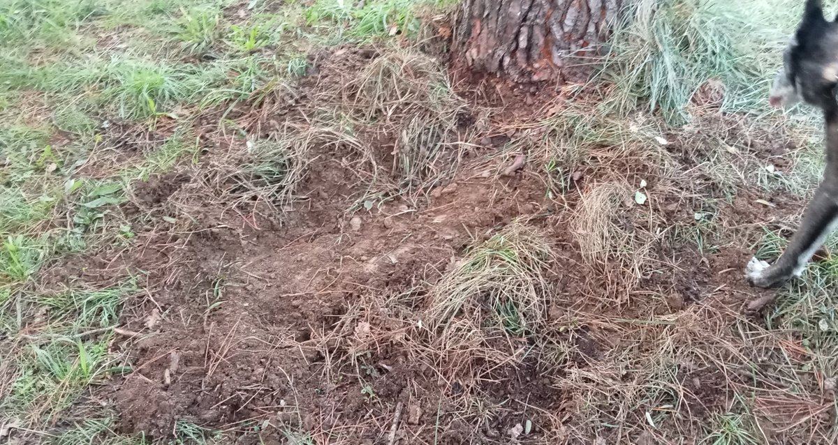 AsSiniGrabieux's tweet photo. 15. Photo d'aujourd'hui

"Le sanglier sait contre quel arbre il peut se gratter."
Proverbe créole

Les jardins du #bassinversant du #Grabieux reçoivent régulièrement la visite des 🐗.
"Ça m'donne du boulot ces odeurs", dixit le chien...

#photoctober
#PhotoChallenge2022November https://t.co/O5Wnp7RspH