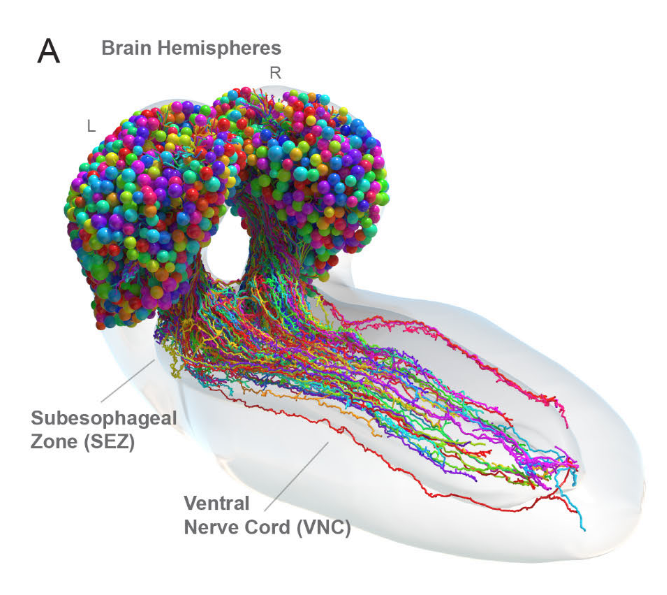 Neuro_Skeptic's tweet photo. Mapping the connectome of an insect brain (Preprint) https://t.co/hjXzeJN02V 3,013 neurons and 544,000 synapses. Now to simulate the whole thing😌 https://t.co/kJk11Ylgii
