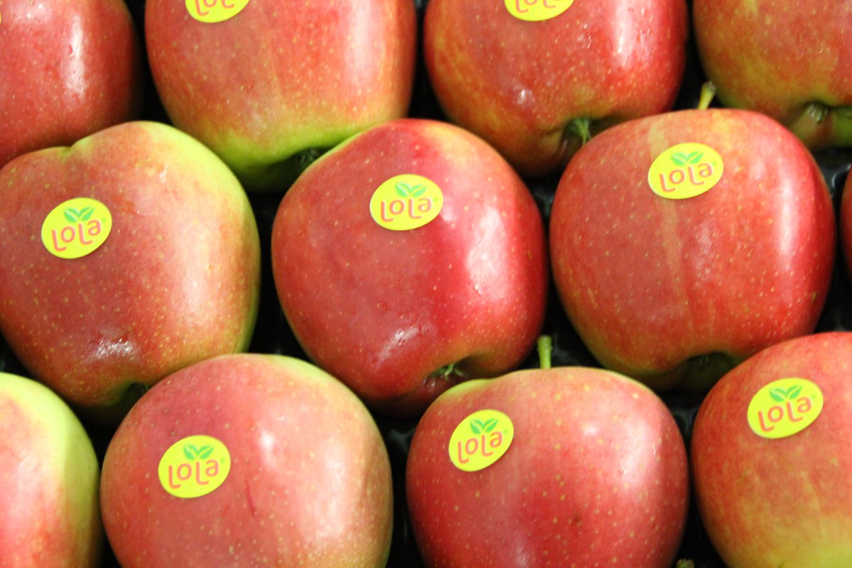 Appelmerk LOLA krijgt een tweede leven
defruitteeltkrant.nl/doorstart-voor…
#LOLA-appel