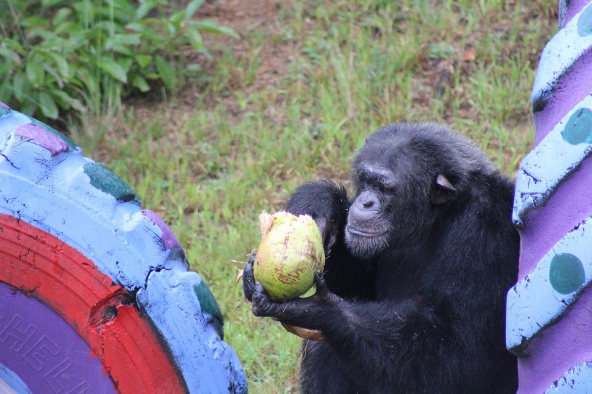 projectchimps's tweet photo. Happy 17th Birthday #ThomasChimp (aka Tommy)! He is one of the newest males at the sanctuary. Thomas is an easy-going male mostly, being very open to playing with anyone and everyone, though he does like to stir the pot now and again to keep things interesting! #HAPPYBIRTHDAY 🎂 https://t.co/cUJY1Y8R47