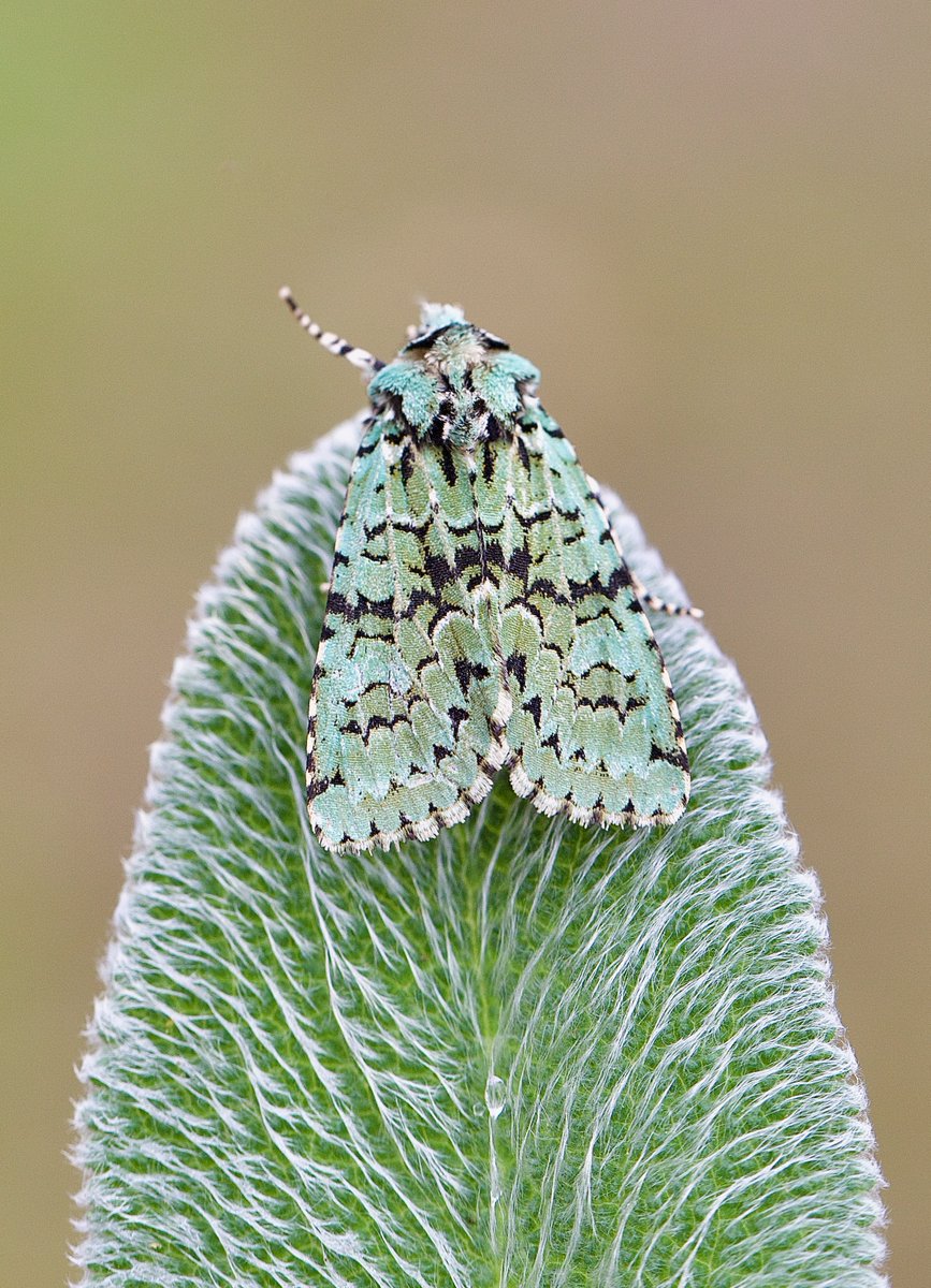 SamanthaMay64's tweet photo. Hands up if you think moths are amazing.🙋‍♀️Merveille du Jour. #MarvellousMoths https://t.co/lJbGgk3tTJ