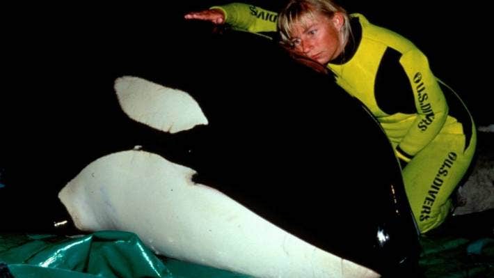 No matter what your opinion is on Dr. Ingrid Visser, she has saved the lives of many orca that were close to death's door. This photo is a perfect representation of her intentions. Ben the stranded orca was due to be shot, and her quick, strong-willed intervention saved his life.