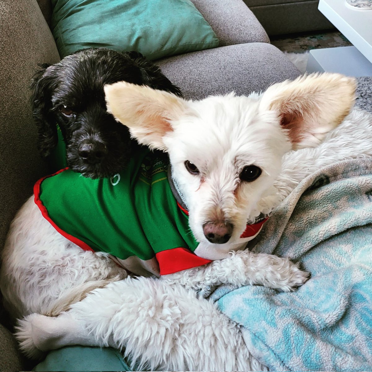 SimiAutoimmune's tweet photo. LET'S GET READY TO RUMBLE!!!!
🇲🇽MEXICO, MEXICO, 
MEXICO🇲🇽
#Mexico #MexicanPup #MexicoSoccerTeam #PupsOfIG #PuppyLove #DogLovers #Furbabies #WorldCup2022 #Soccer https://t.co/U2PAk8LR6h
