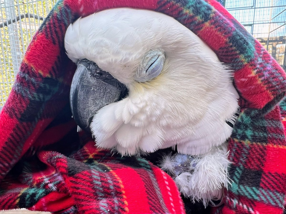 ParrotPlayhous1's tweet photo. Victoria is so special. I love her so much! I have no new updates on her condition. We should have blood and @midogtest test results soon. Thank you for the love you are sending her way.❤️🙏
#VCStrong https://t.co/yGZ9uSkCKy