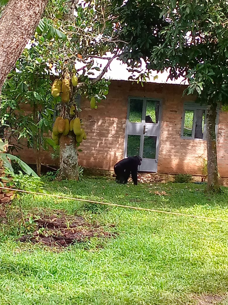 Residents in Buhimba,Kikuube District are living  in panic after chimpanzee invaded the area. The chimps are reported to be destroying jackfruits, killing household birds etc.They claim the chimps are not scared of anything as they even entre in their houses once found not closed
