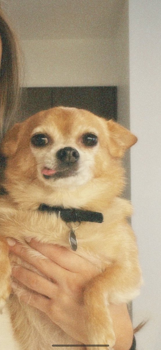 meaganblech's tweet photo. It’s been a minute since I’ve been on Twitter so please enjoy these artistic photos of my son 🐕 https://t.co/551QfkvQlA