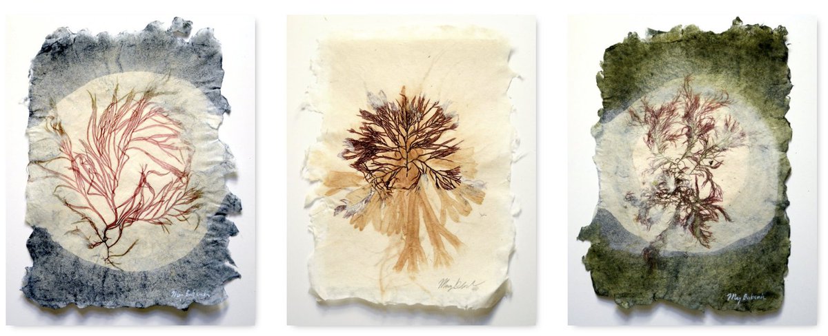 HandPapermaking's tweet image. Go to May Babcock's "Sea of Secret Colors" PAY-WHAT-You-WILL sale (online), and help support Hand Papermaking's Year-End Fundraising Campaign. - mailchi.mp/730e6e441f8f/s…