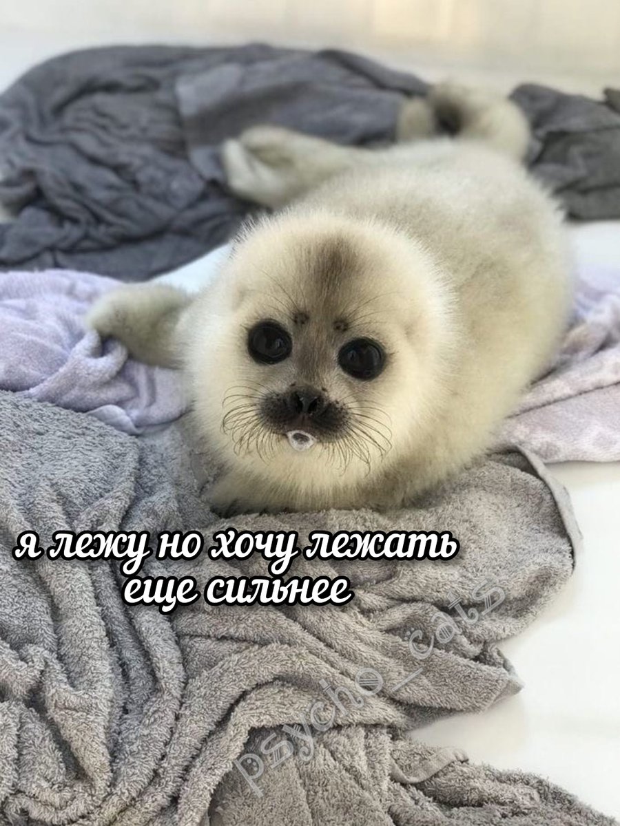 psycho__cats's tweet photo. https://t.co/2nZVXrpXIk