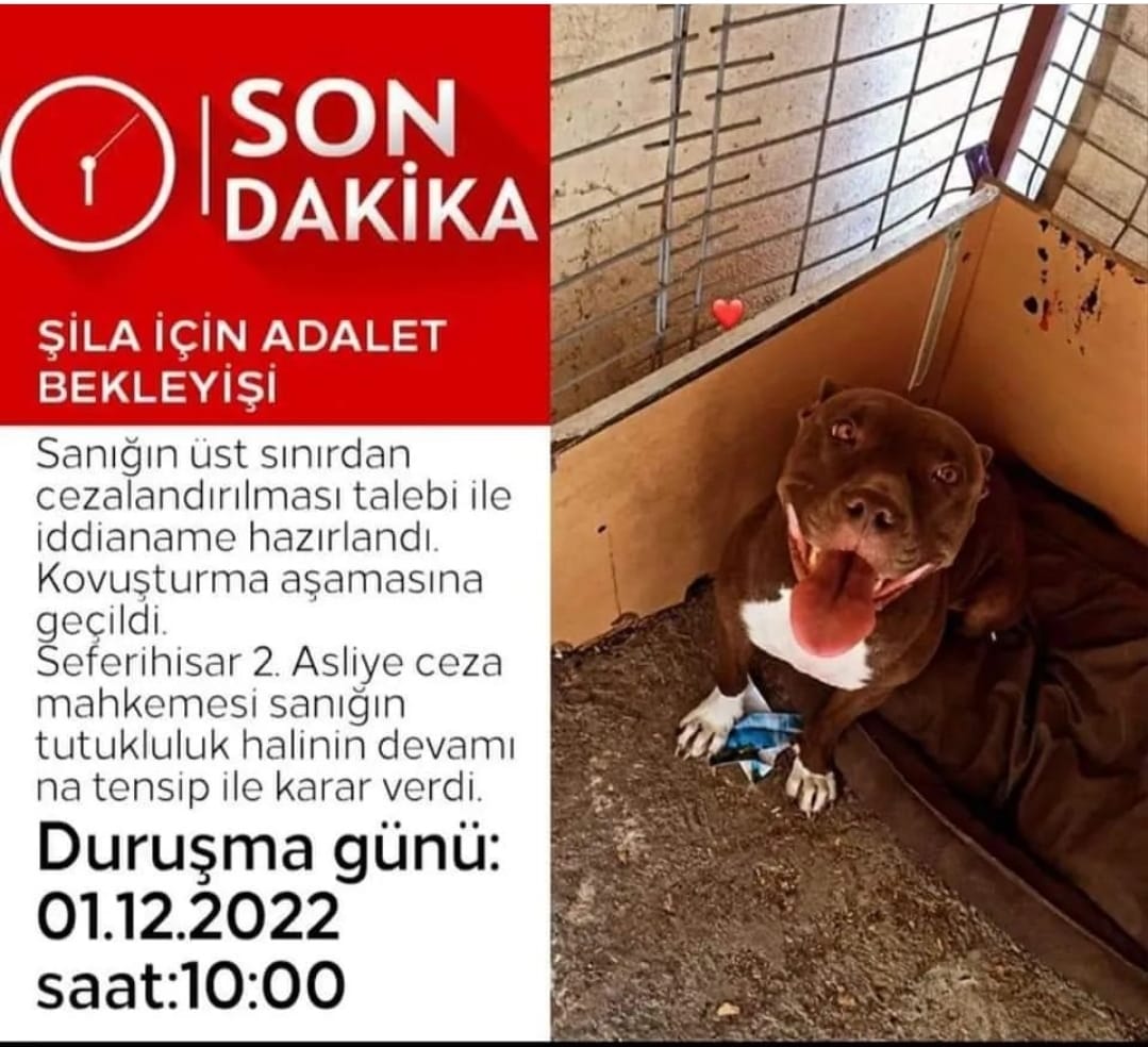Şila'nın çığlıklarını hiç birimiz unutmadık......
İçimizi yakan canımız Şila'nın duruşması 📍 1 Aralık Saat  Saat 10:00 Seferihisar 2. Asliye Ceza Mahkemesinde görülecek. ⚖️
#ŞilaİçinAdalet hashtagiyle desteklerinizi bekliyoruz.
#SokakHayvanlariSahipsizDegil