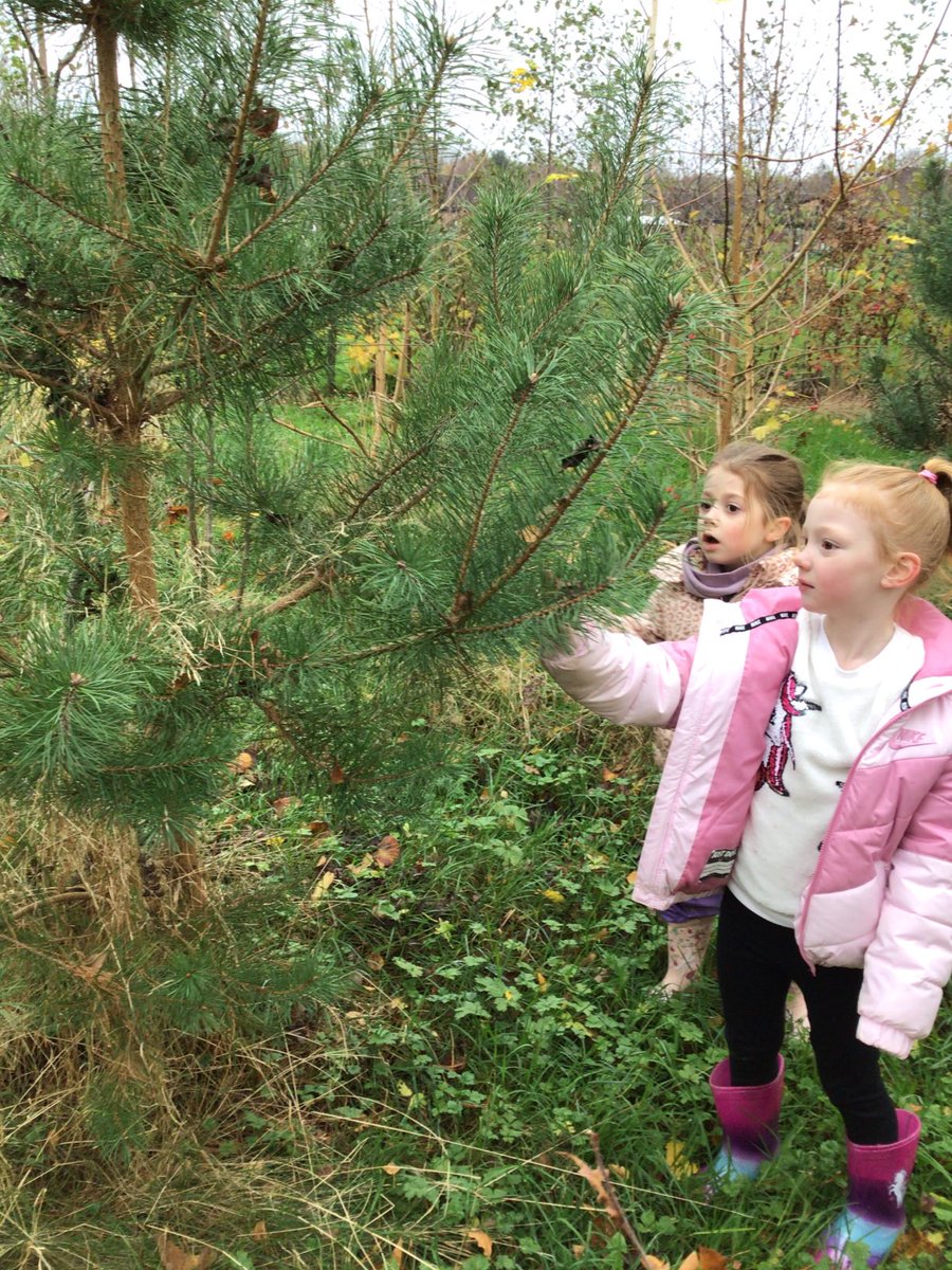 BirchwoodCE's tweet photo. We have been supporting our understanding of plants today and comparing deciduous and evergreen species in the woods. #bcepsscience #bcepsforestschools https://t.co/ed14m9gtNd