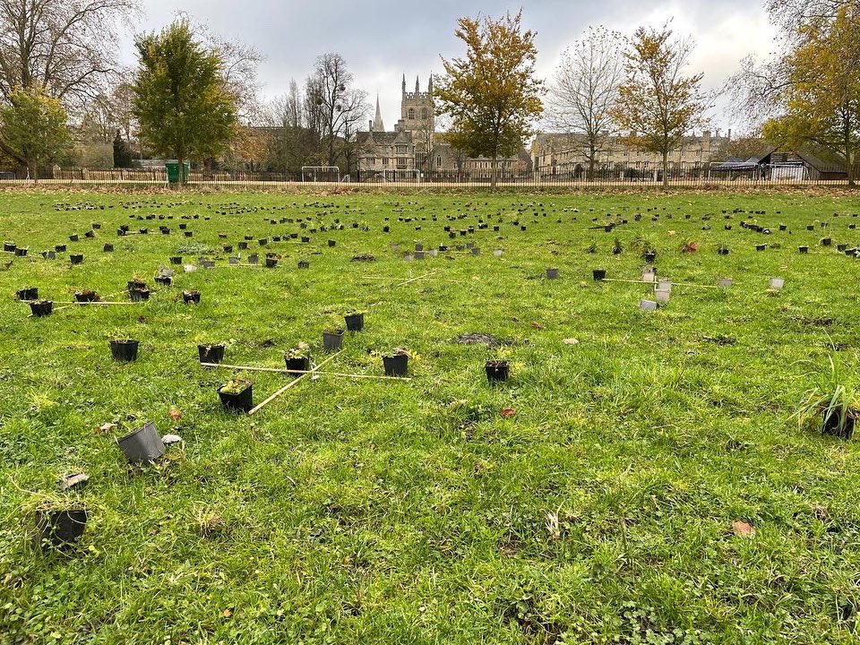 Long Mead on Twitter "Today we planted out 1,000 of the rare and slow