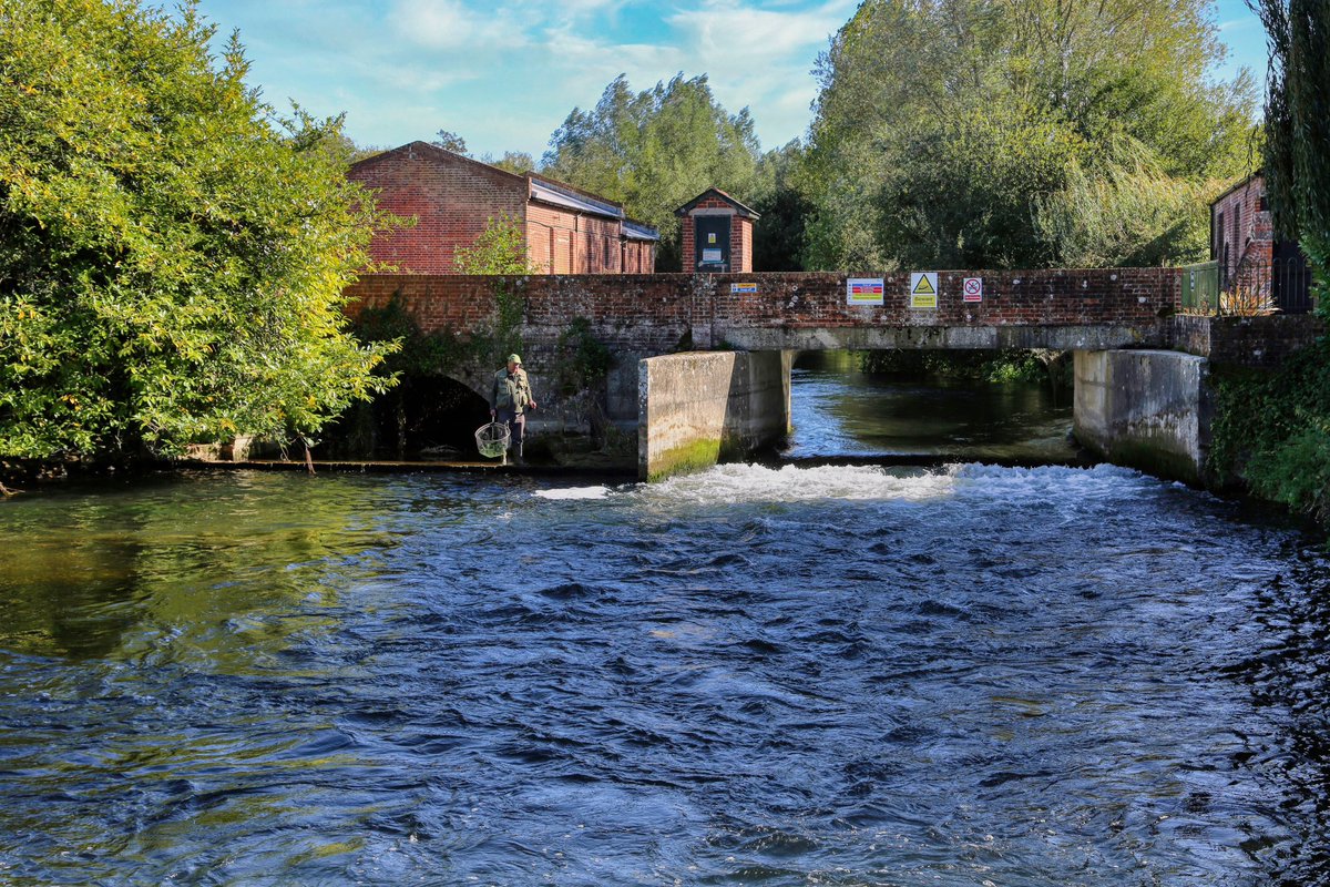MartinSBowler's tweet photo. The Hampshire Avon is a magnificent river with a rich history and this week in @anglingtimes I write about a favourite son #angling #hero #roach #avonroachproject My weekly angling adventures in collaboration with @officialnashtackle @officialnashbait https://t.co/iPVRt1Gxub