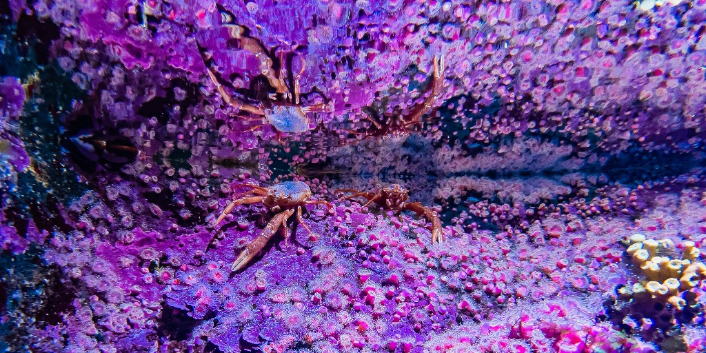 Birch_Aquarium's tweet photo. 🎶 Who is that invertebrate I see … staring straight back at me? 🎶 Ready to #reflect on the #TunaCrab?
This species is known to swim up towards the surface to feed on plankton and then slowwwwly drift down (kind of like a parachute 🪂) and collect food as they descend! https://t.co/4toGPgMj1R