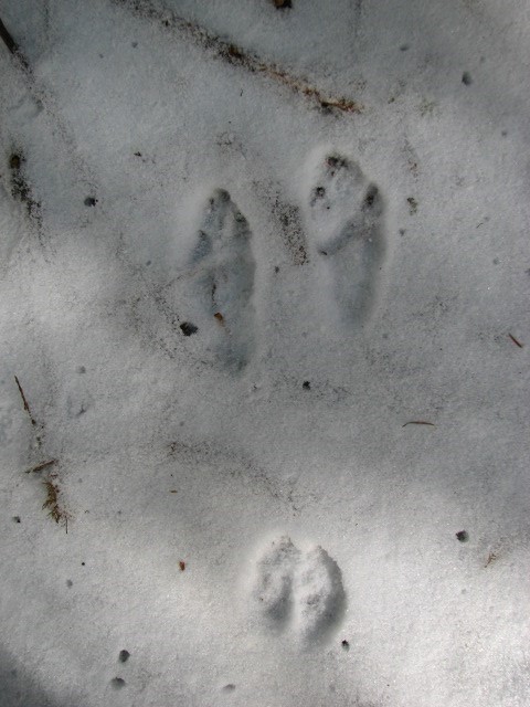Forest Service NW tweet media