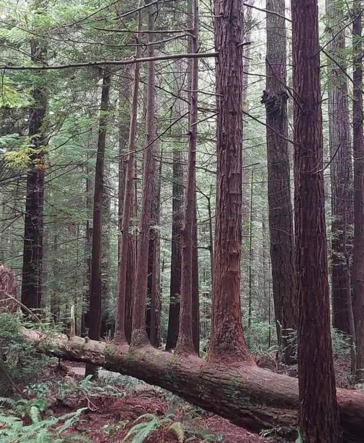 WellDragonAcup's tweet image. Tenacious , determined Wood.