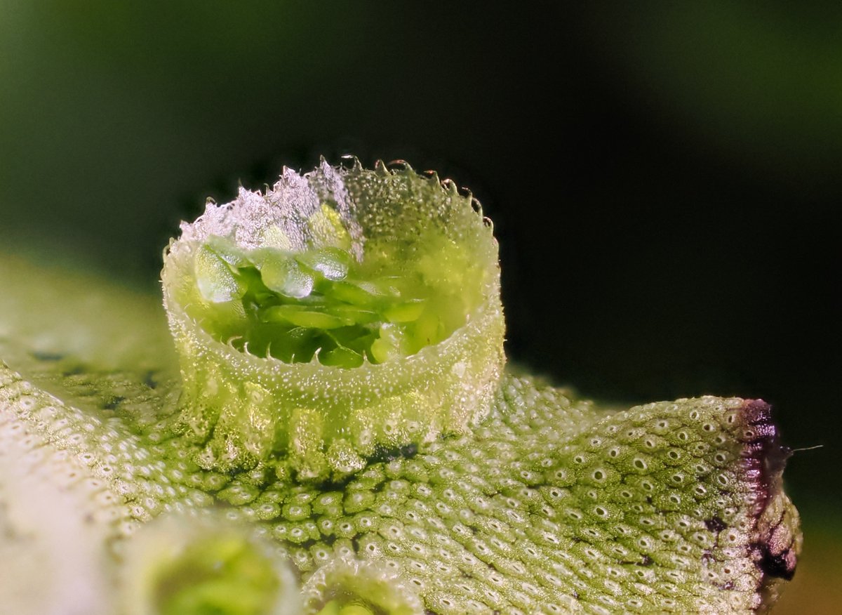Step-up from earlier botanical macrophotography equipment:
(haseloff.plantsci.cam.ac.uk/synbotany/macr…) - using the Olympus OM-1 for in-camera, hand-held macro work with Marchantia plants in hydroponic culture.