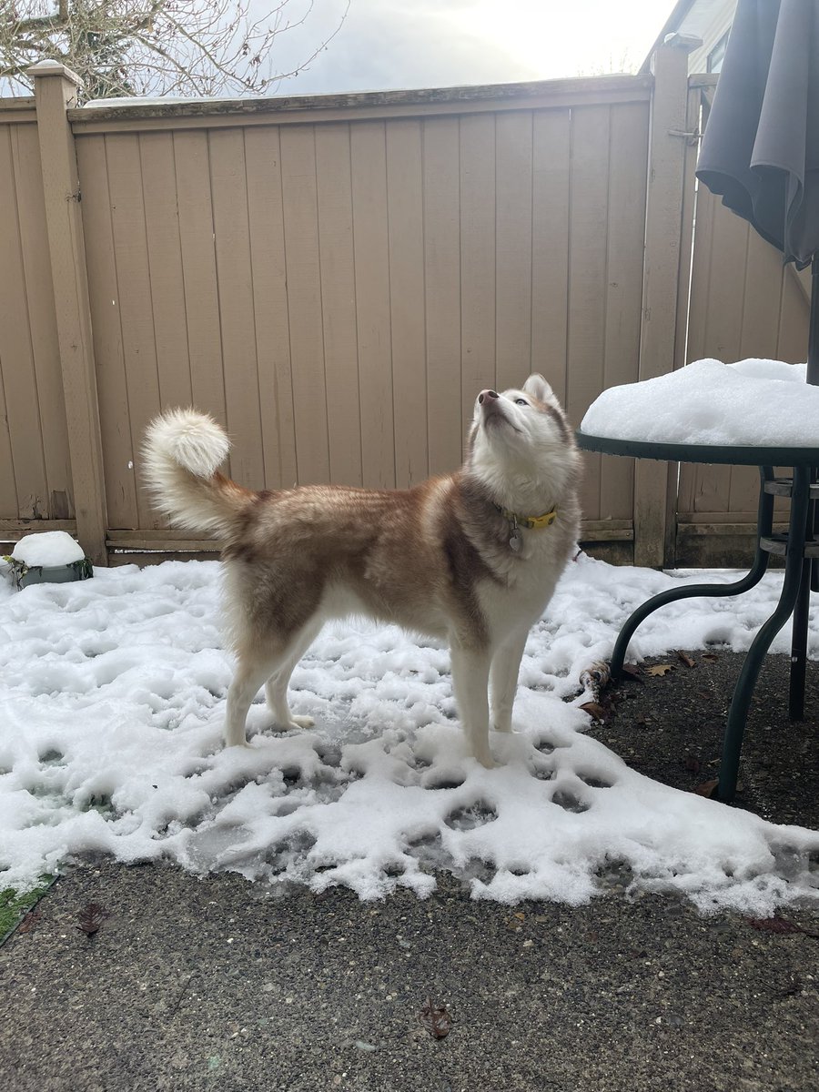 JonSiniecki's tweet photo. Our one true #snowdog in his element ⛄️ 🌨️ https://t.co/kTfrRl1GeG