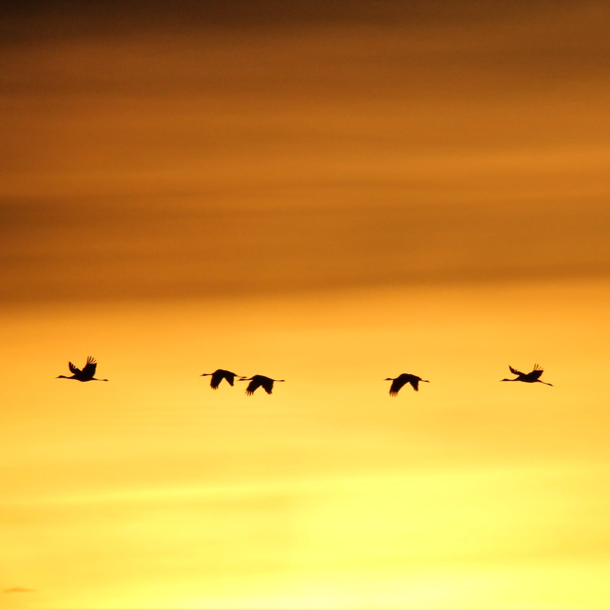 Birding_Lleida's tweet photo. Cuando se pone el sol en Gallocanta
#gallocanta #aragon #fotografia https://t.co/IvPJoV9z4Y