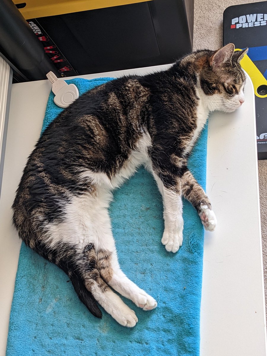 Heating pad weather agrees with #EmmaTheCat.