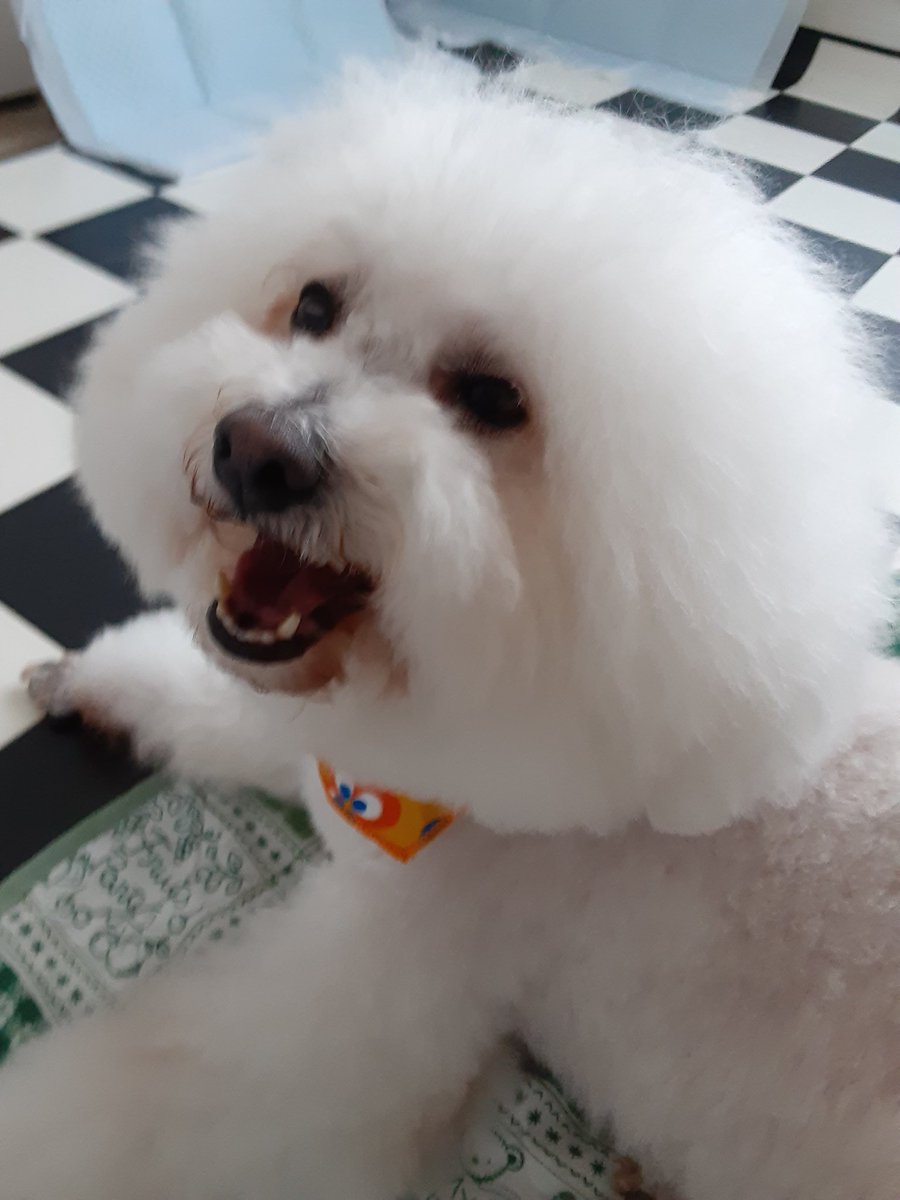 3Erumo3's tweet photo. ＃bichonfrise  ＃erumo
最近イベントが多い😸この日も無料ライブしてた～ https://t.co/MUjemTMw5F