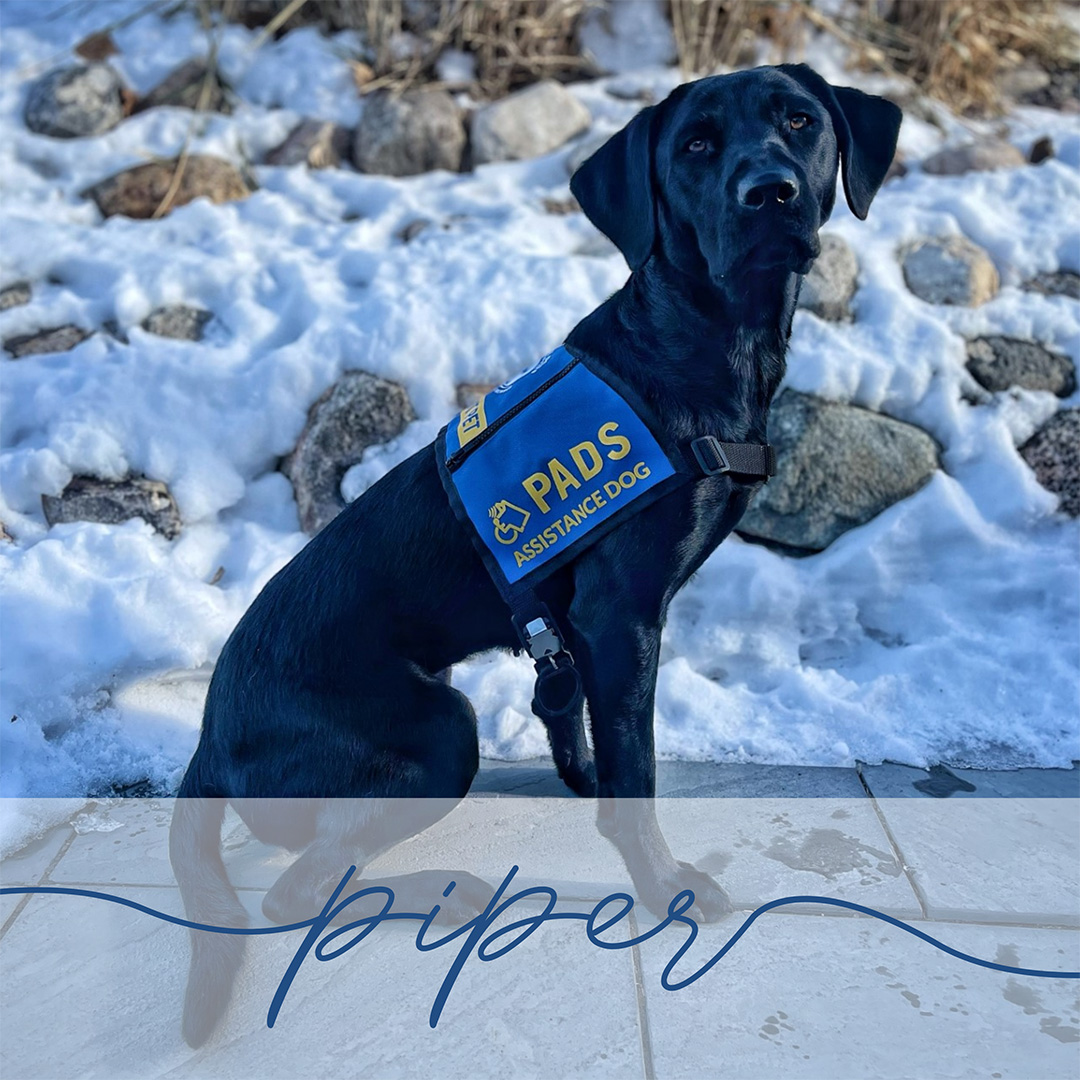 PADSdogs's tweet image. Our Calgary Campus welcomed Piper III, Turtle, Lady II and Ace to Advanced Training earlier this month. Join us in congratulating them on this achievement and in wishing them the best on the next stage of their journey! #LifeInTheBlueVest #PADSDogs #PADSCalgary