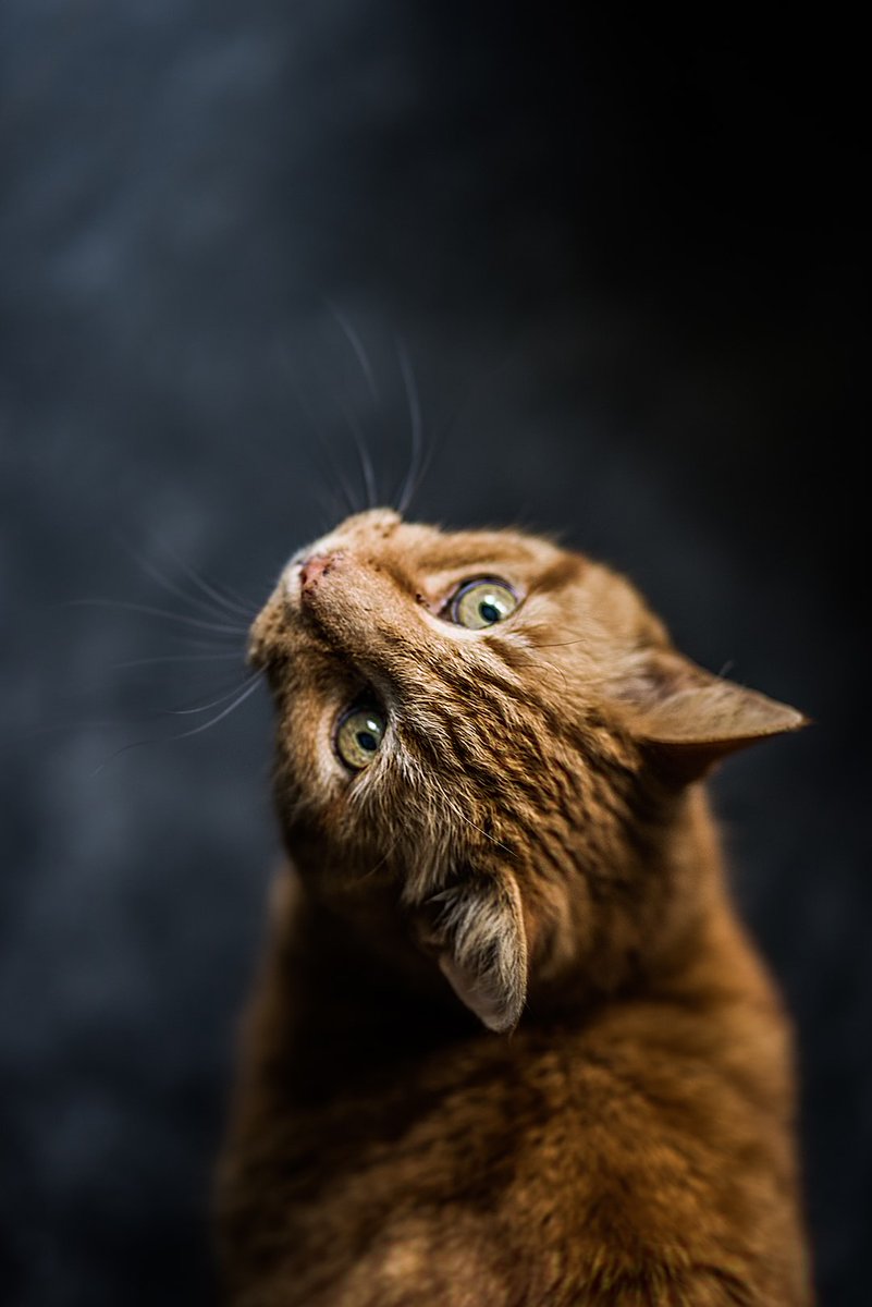 Random Kitties tweet media