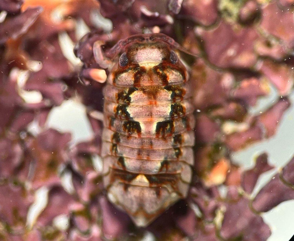 erasmomac's tweet photo. Camuflaje 👀 🥷
Pequeño crustáceo (Isópodo, pariente de los chanchitos de tierra) sobre el alga “Corallina”.
#biodiversidadmarina #crustacea #isopoda #corallina #algasmarinas #marinebiodiversity #crustaceans #corallinealgae https://t.co/VdgbztYcXK