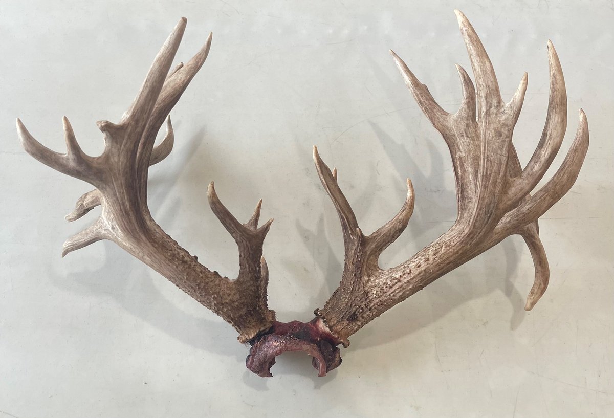 IllinoisDNR's tweet photo. IL Conservation Police are seeking tips about the death of a 36-point whitetail buck near Babylon in Fulton County. Officers believe the buck was unlawfully taken the third week of October. Call our tip hotline at 877-236-7529 or submit a tip online at https://t.co/czy6RfJyeP. https://t.co/s5njOIme8V