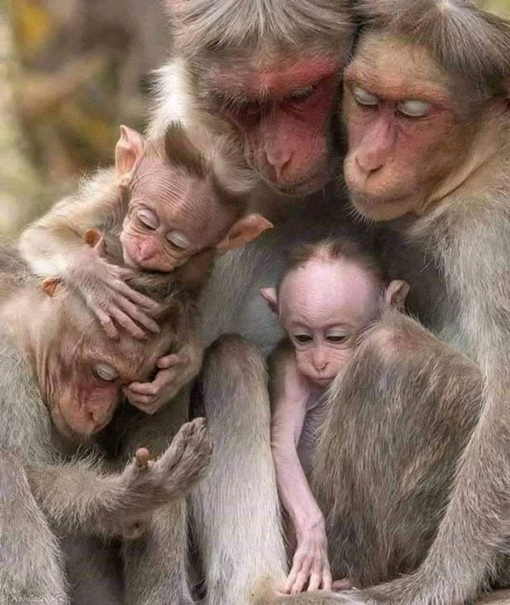 hey_butter's tweet photo. Lovely family https://t.co/GPkwdWBevd