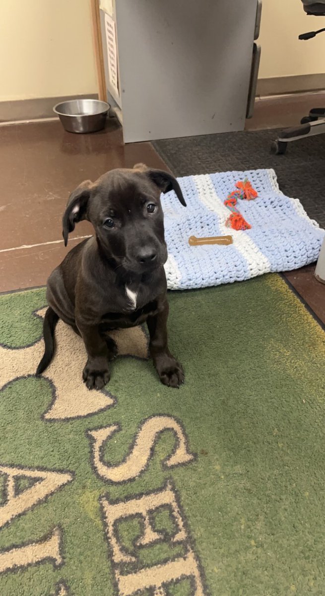 ServicePlusAuto's tweet image. Introducing our newest assistant, Tank! We know Bailey will give an excellent orientation to our new shop pup. Also, we&apos;ve decorated for Christmas! We&apos;d love to see pictures of your decorations, all :-)