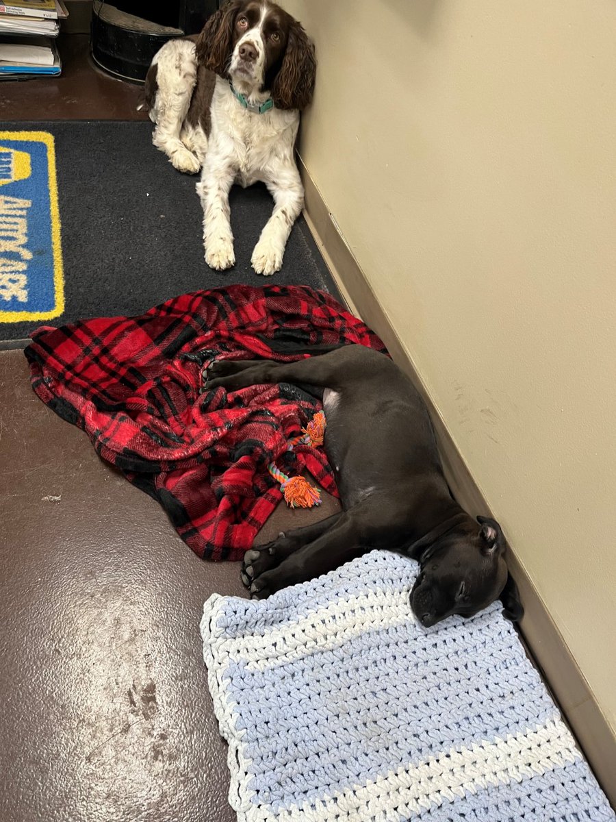 ServicePlusAuto's tweet image. Introducing our newest assistant, Tank! We know Bailey will give an excellent orientation to our new shop pup. Also, we&apos;ve decorated for Christmas! We&apos;d love to see pictures of your decorations, all :-)