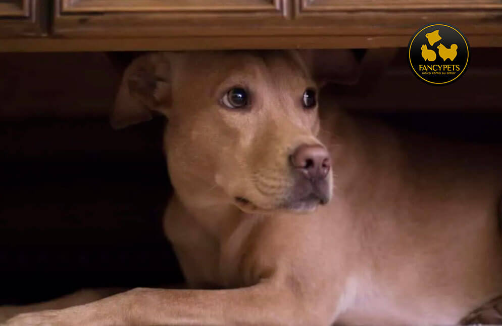 Fancypetsperu's tweet photo. ¿Por qué los perros tienen miedo a los fuegos artificiales?
https://t.co/wkHX2zbzNr
#perros https://t.co/vne1nUTq9b