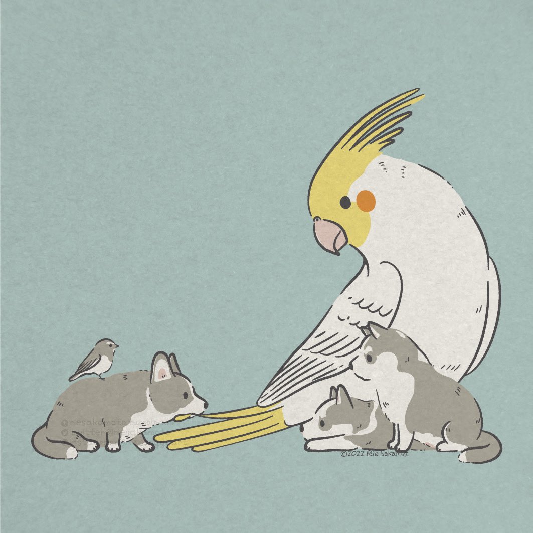 「今日から12月今年も残り1ヶ月となりましたが、引き続きコーギーと鳥(時々ハスキー」|サカモトリエ/イラストレーターのイラスト