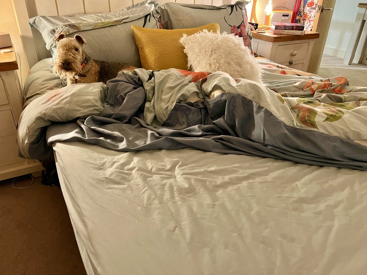 bertie_lakeland's tweet photo. Nope dad I have no idea what happened to the bed❤️ https://t.co/H6kqlQQvAn