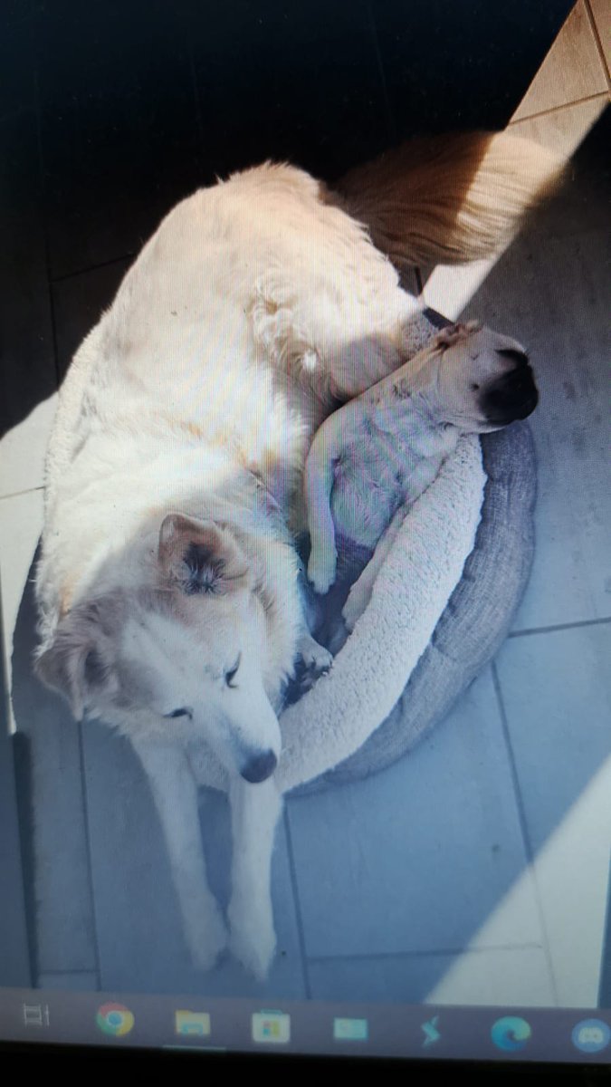 MariusSmuts2's tweet photo. My man taking care of the new girl during lockdown...he is a therapist. https://t.co/zcNCGLhobS