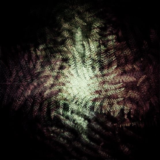 In_the_Pix's tweet image. Having a bit of fun with ferns…. #funphotography #ferns #nature #ThePhotoHour