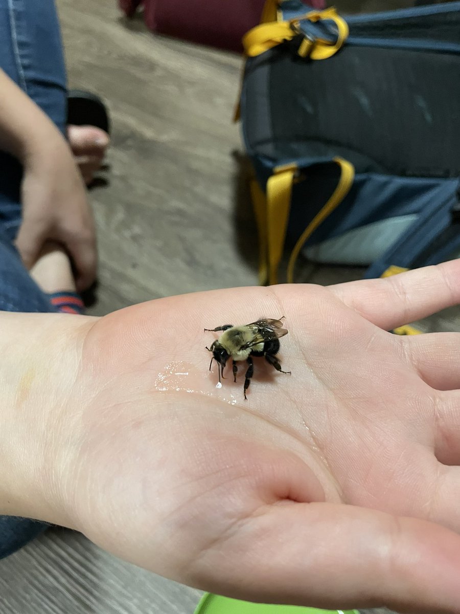 HighlandsIE21's tweet photo. #throwback to saving a bee that was stuck in our cottage! https://t.co/IqDMHWg6QW