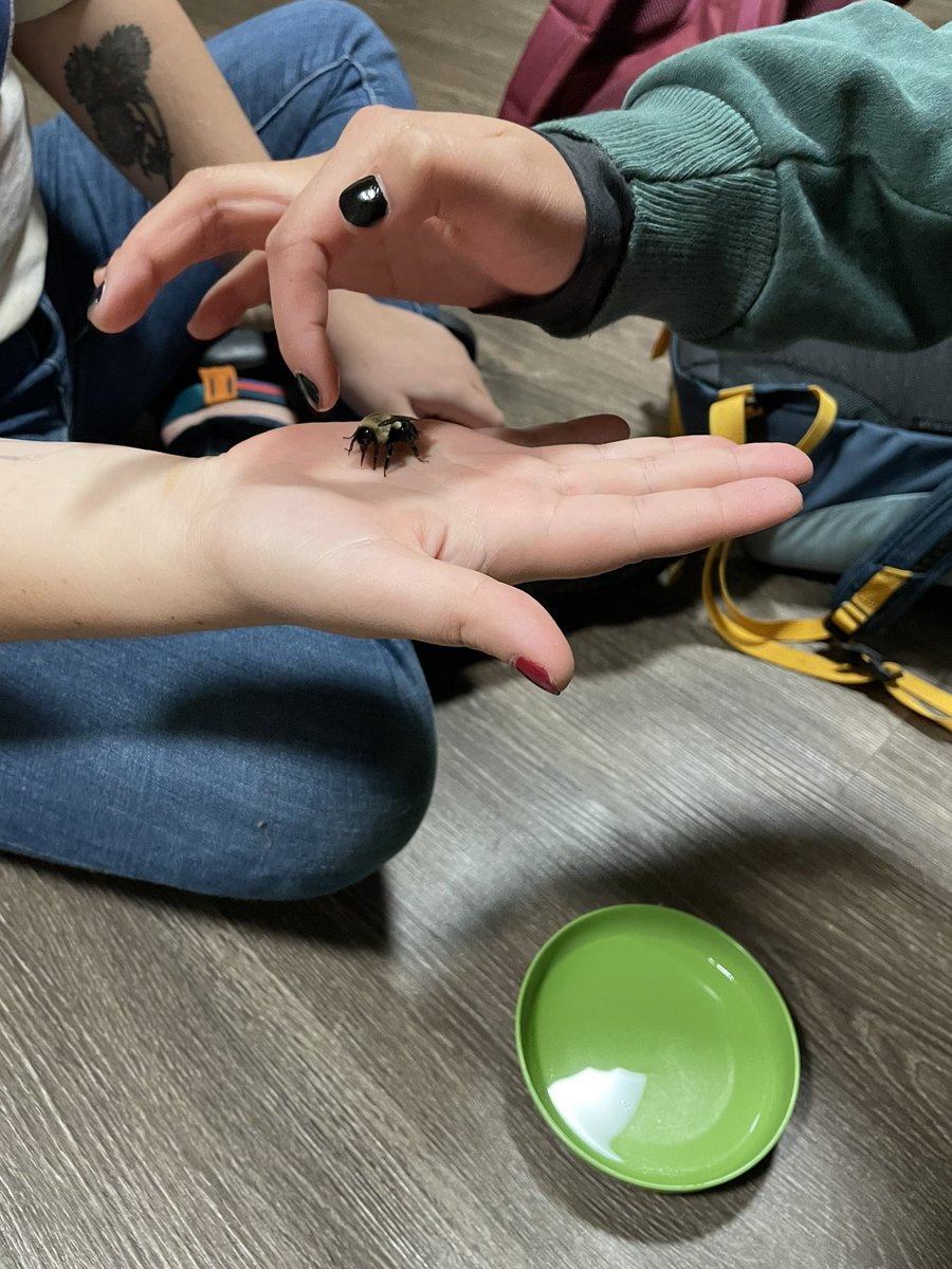 HighlandsIE21's tweet photo. #throwback to saving a bee that was stuck in our cottage! https://t.co/IqDMHWg6QW