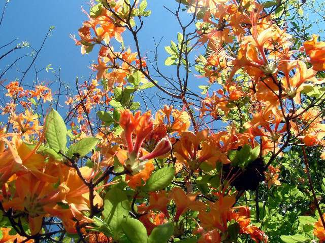HighlandsIE21's tweet photo. what’s the buzz on azaleas? azaleas are toxic to honey bees! but, do not rip out all of your azaleas from your garden! these flowers are still useful for bumble bees and other pollinators, and are an excellent native addition to your garden! -EP https://t.co/79VCrBsbYP