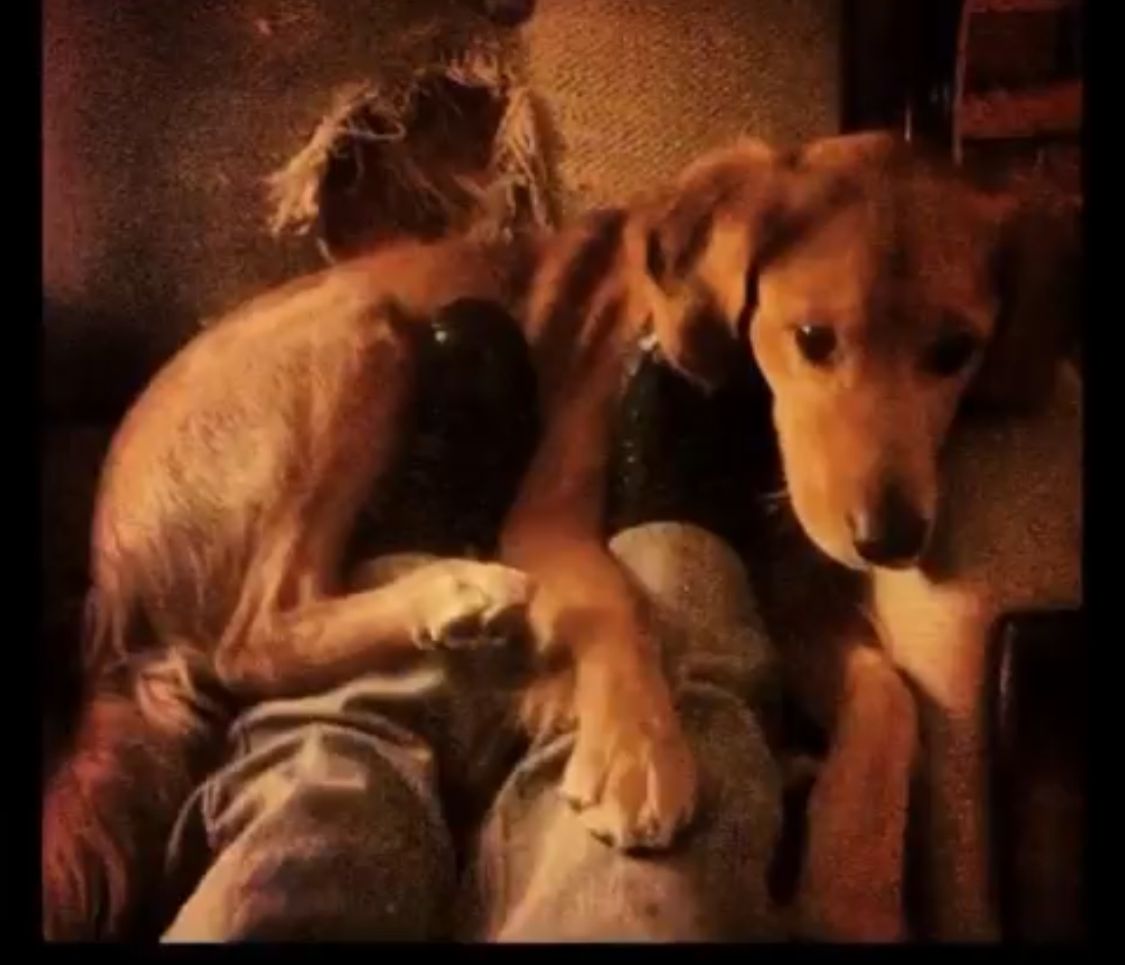 Hola Robot tweet media