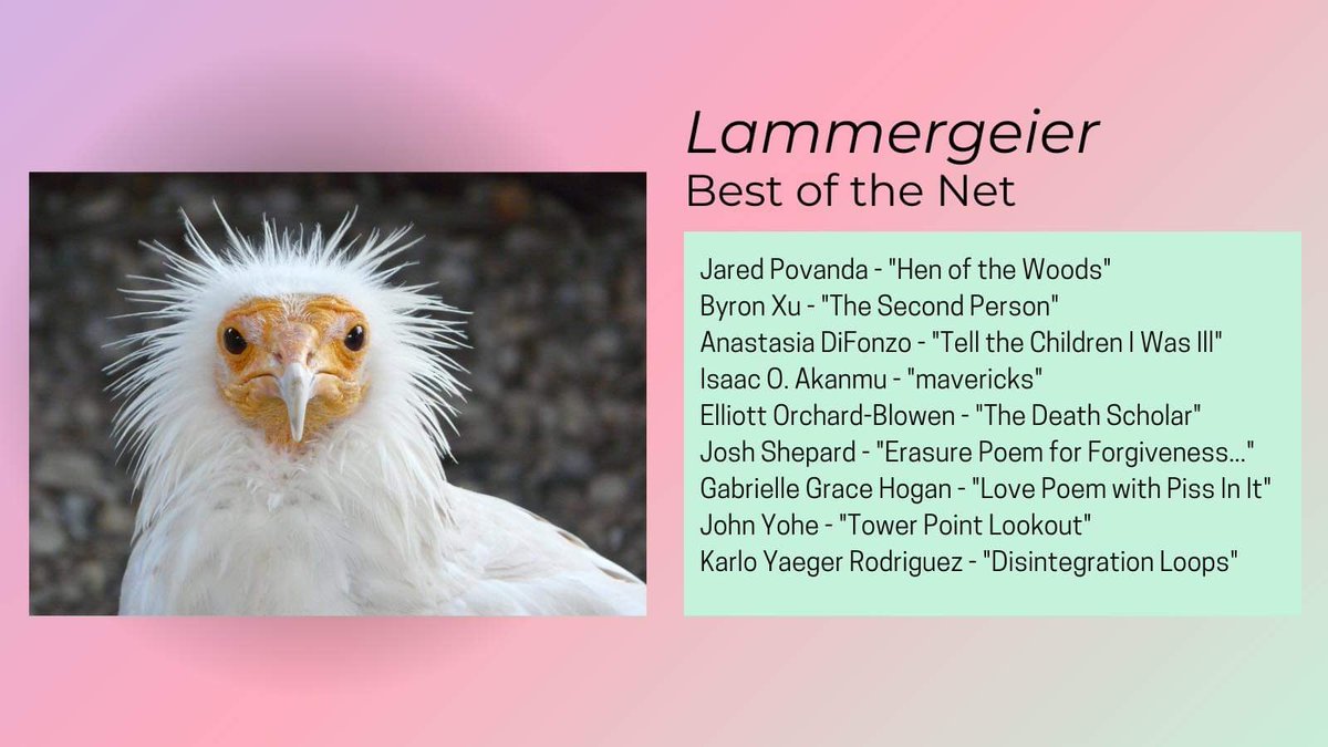 LammergeierMag's tweet photo. So uh a little bit late (hey blame the hurricane) but congrats to all our best of the net noms!!
@kjy1066 @JaredPovanda @shoebyron @anmidaludi, Isaac O. Akanmu, Elliot Orchard-Blowen, @JoshShepard @gabrielleghogan @thejohnyohe ! https://t.co/ZtNWqxIRco