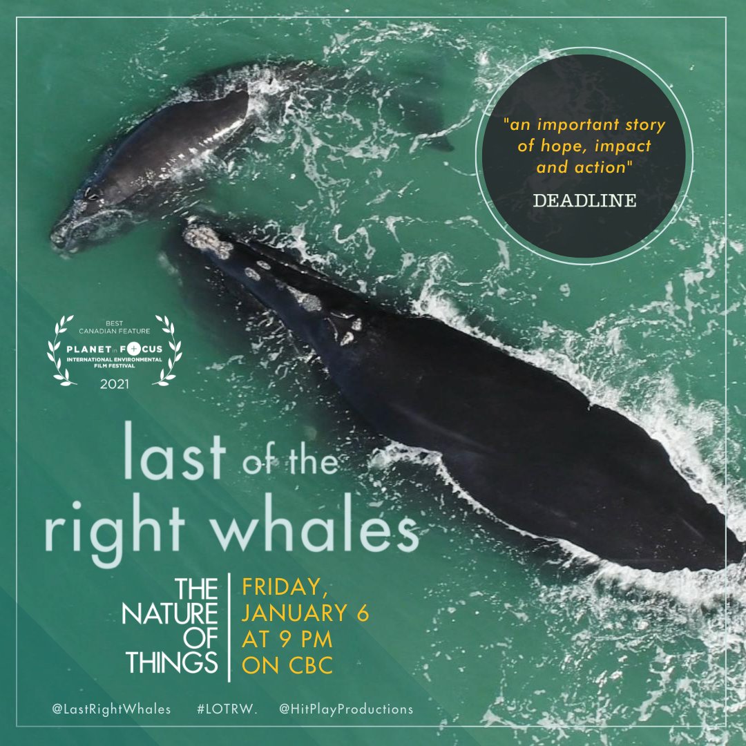 HitPlayProd's tweet photo. It's official: LAST OF THE RIGHT WHALES will broadcast in 🇨🇦 on @CBC's The Nature of Things on January 6th and on @iciexplora on January 7th. After that, it will be streaming on @cbcgem and on @iciexplora! If you haven't seen #LOTRW yet, now's your chance! #TNOT https://t.co/zuSFHGY6n4