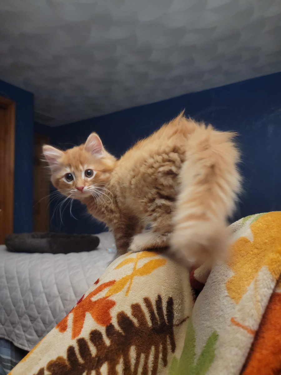 My parent's new 1.8 pound criminal redd.it/z94d74