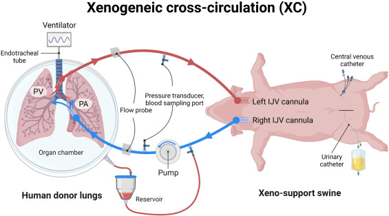 GVNlab's tweet photo. Check out our new technical/protocol paper in @TheJHLT on a "Technique for xenogeneic cross-circulation to support human donor lungs ex vivo" from our lung team! Congrats to all authors and collaborators @WKellyWuMD @MatthewBacchet1
https://t.co/AFKFarR0qD #lungbioengineering https://t.co/CPLL0caObF