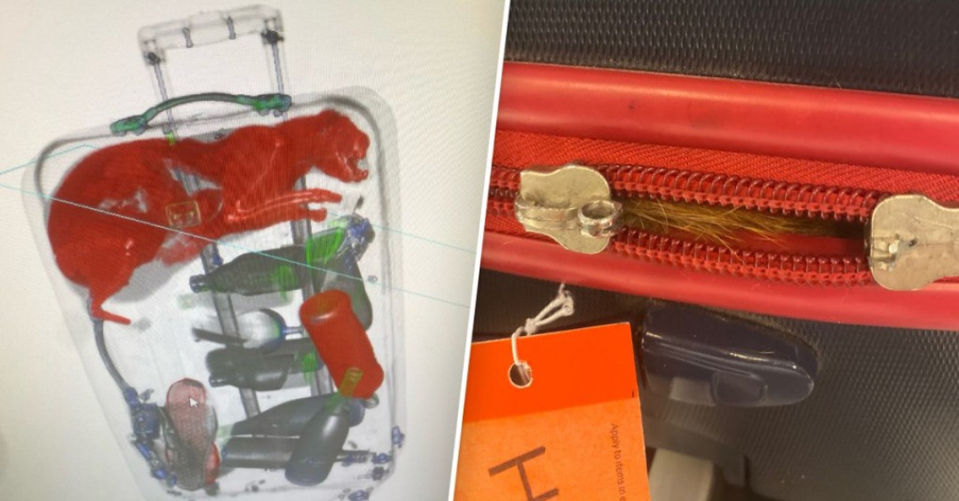 Обнаружение животного в багаже