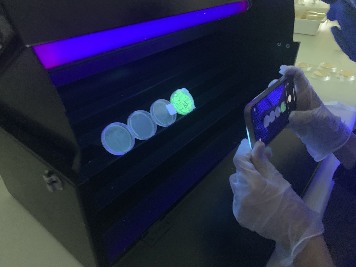 BeckRSaunders's tweet photo. #IB #Biology #Topic3 #BacterialTransformation …. Counting colonies @BioRadEducation @BioRad https://t.co/6Gjo8uU6y7
